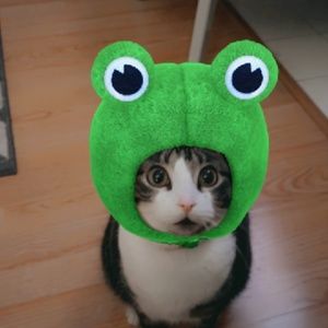 Meet your Posher, Lacy